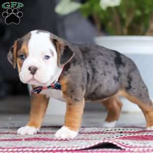 Lily, Beabull Puppy